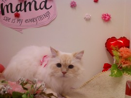 Digital Camera